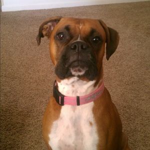 Meet your Posher, Amy